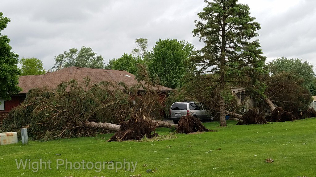 Photo Uprooted Trees