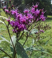 Giant Ironweed