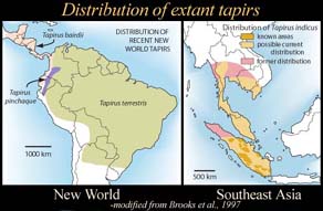 Tapir distribution