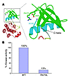 The R470L FGFR1 mutation is loss-of-function.