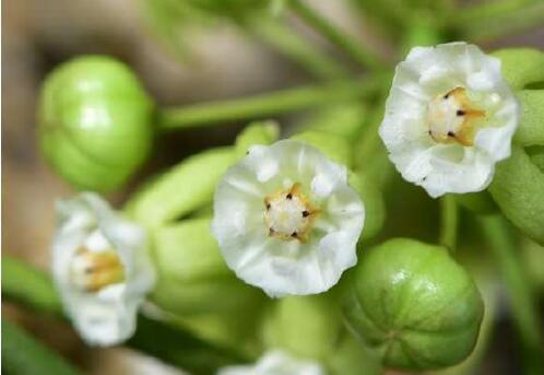 A new species of Apocynaceae found in Xishuangbanna