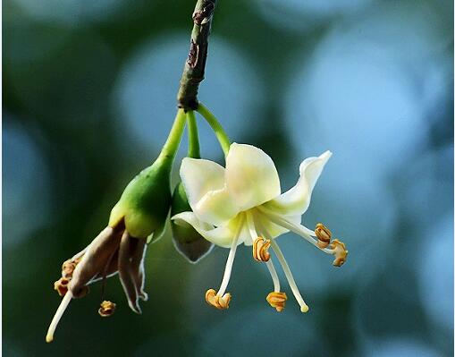 It's blooming time again