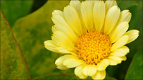 2010 Hampton Court Flower Show