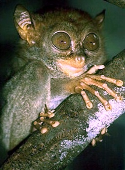 Tarsius syrichta