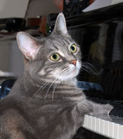 Image of Nora the Piano Cat