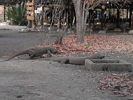 Nationaal park Komodo