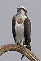 Balbuzard pêcheur (Pandion haliaetus)