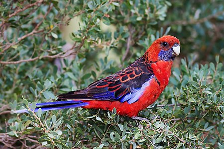 Crimson rosella, by JJ Harrison