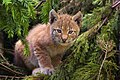 Linx (Lynx lynx)