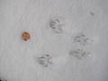 Squirrel tracks in snow