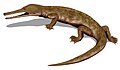 Reconstitution d'un Champsosaurus.