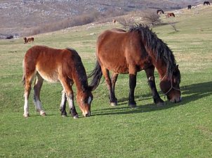 Equus caballus