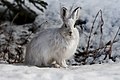 Lièvre d'Amérique (Lepus americanus)