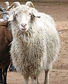 Capra d'Angora