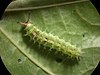 Caterpillar