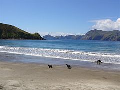 Sea lions playing at Northwest Bay