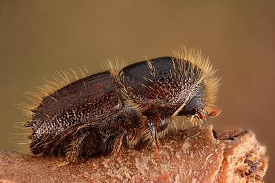 European spruce bark beetle