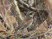 区内に残り僅かとなった農地はツグミなどの野鳥にとっても大切な場所（上作延）