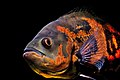 Freshwater fish from South America and popular aquarium fish. Latin name Astronotus ocellatus. Common name Oscar. Pattern: Tiger