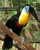 Ramphastos v. vitellinus