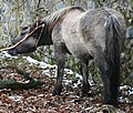 Image 33A Heck Horse, bred to resemble the now-extinct Tarpan (from Domestication of the horse)