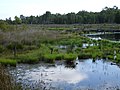 Wittmoor im Sommer