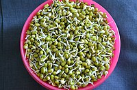 Mung bean sprouts