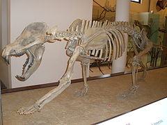 Oso-perro (Amphicyon ingenes) (Carnívoro del Mioceno)