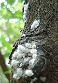 Formica fusca ants tending mealybugs