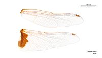 Male Tramea loewii wings