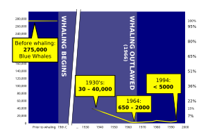 A graph showing population trend of the blue whale during the whaling era, with 250,000 before whaling, 30 to 40,000 in the 1930s, 650 to 2,000 in 1964, and greater than 5,000 in 1994