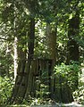 Evidence of 1860s logging is visible on notched tree stumps in the park