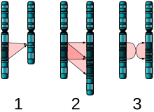 Três diagramas dos pares de cromossomas A, B, que são quase idênticos. 1: B está sem um segmento de A. 2: B tem duas cópias adjacentes de um segmento de A. 3: A cópia B do segmento A está em ordem inversa.