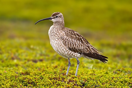 Eurasian whimbrel, by Andreas Trepte