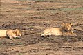 Deux lions males reposant dans une aire ouverte dans le parc national près de Rwindi