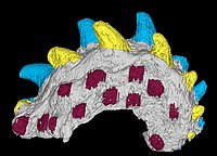 Qianodus is a tooth-based chondrichthyan genus from the early Silurian (Aeronian) of China.