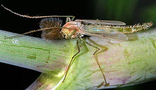 Chironomus plumosus, un Chironomidae