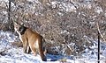 Mountain Lion, Puma