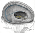 Sinus sagittalis superior infra tectum osseum invenitur.