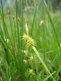 Gelsvoji viksva (Carex flava)