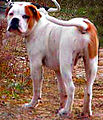 Alapaha Blue Blood-bulldogg