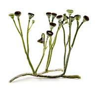 Cooksonia, the earliest vascular plant, middle Silurian