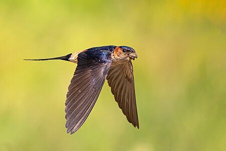 European red-rumped swallow, by Prasan Shrestha