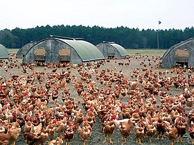 Image illustrative de l’article Volailles des Landes