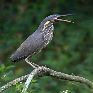 Black bittern, by JJ Harrison