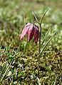 Snake's Head Fritillary