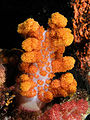 Vibrant soft coral