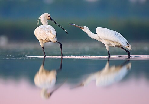 A pair of Eurasian spoonbills in the Danube Biosphere Reserve, Ukraine Photo by Sergey Pesterev