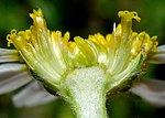 Kegelvormig hoofdje met stroschubjes van buisbloemen (lengtedoorsnede)