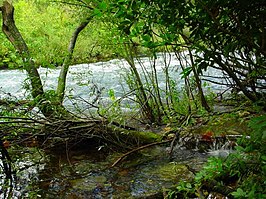 Cetina